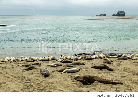 Piedras Blancas Elephant Seals 30457661