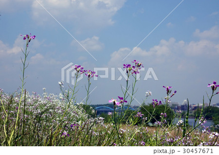 春の草花と空-2_671 30457671