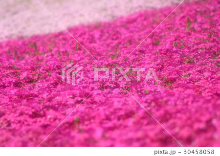 芝桜 30458058