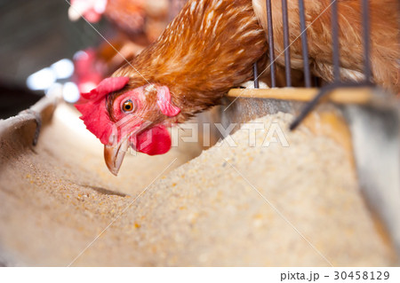 Eggs Chickens on the local farm Eggs Chickens on the local farm 30458129