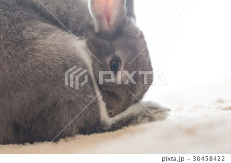うさぎ 30458422
