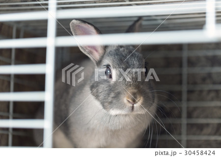 うさぎ 30458424