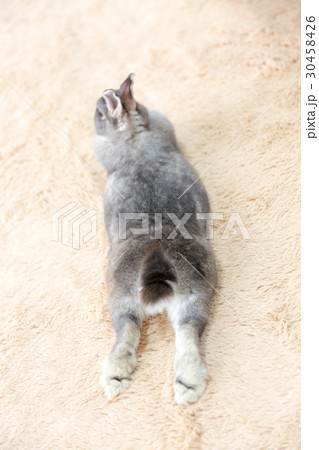 うさぎ 30458426