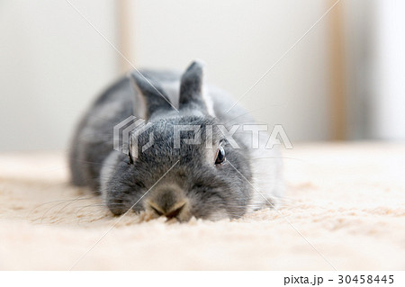うさぎ うさぎ 30458445
