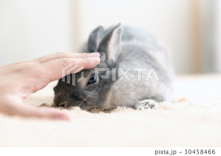 うさぎ 30458466