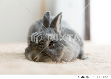 うさぎ うさぎ 30458468