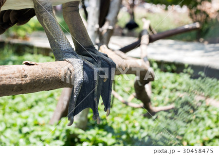 Spot-billed Pelican bird on water 30458475