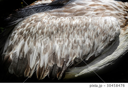 dark wing feather 30458476