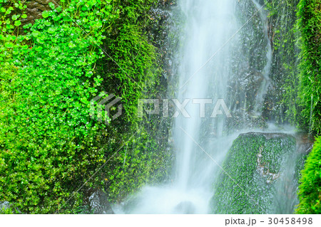 苔の岩と清流 苔の岩と清流 30458498