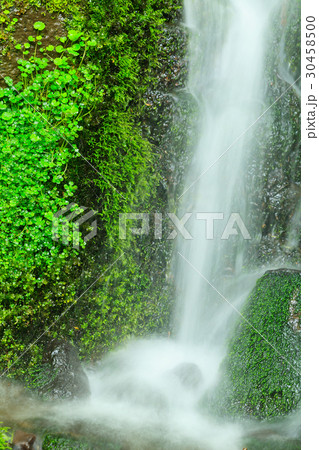 苔の岩と清流 苔の岩と清流 30458500