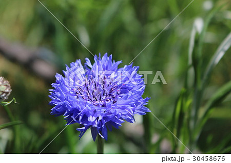 ヤグルマギク 30458676