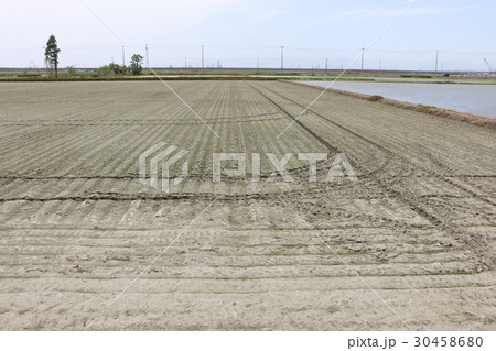 水田の乾田直播作業40日後 30458680