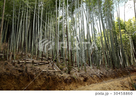 竹林　竹の子農園 30458860
