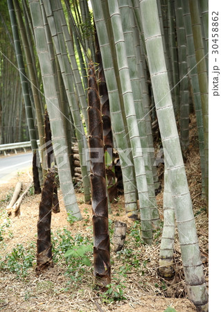 竹林 竹の子農園 竹林 竹の子農園 30458862
