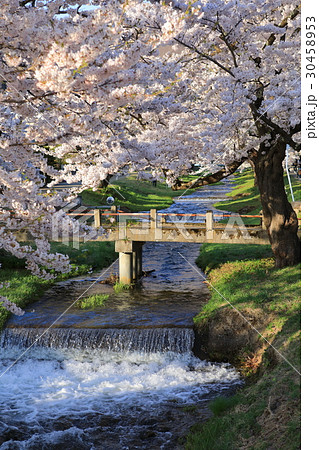 桜 桜 30458953