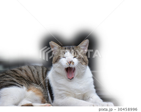 キジシロのオス猫　地域猫、右耳先に手術済の印カット 30458996