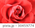バラ 30459774