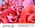 バラ 30459775