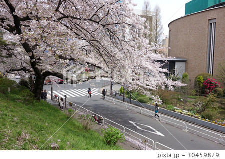 上智大の土手の桜（東京都千代田区麹町） 30459829