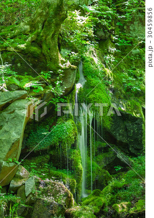 苔の岩と清流 苔の岩と清流 30459856