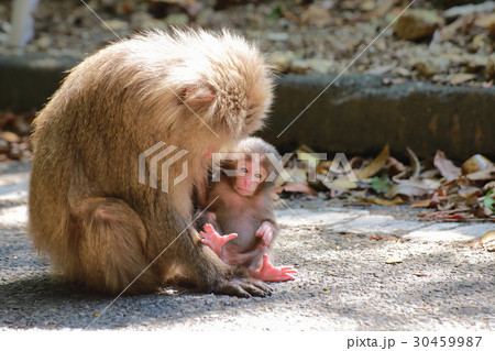 世界自然遺産登録地域　西部林道の屋久猿の赤ちゃん 30459987