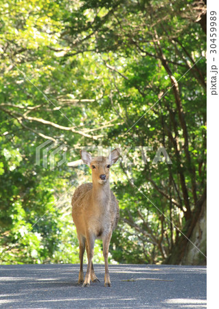 世界自然遺産登録地域 西部林道の屋久鹿 世界自然遺産登録地域 西部林道の屋久鹿 30459989
