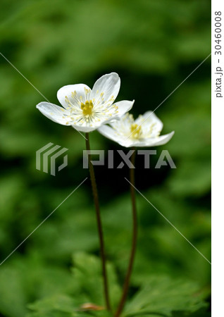 ニリンソウ（二輪草） 30460008