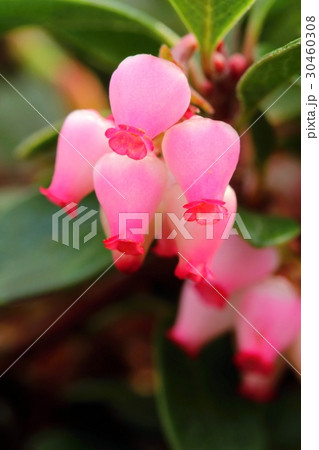 Healing Arctostaphylos uva-ursi Healing Arctostaphylos uva-ursi 30460308