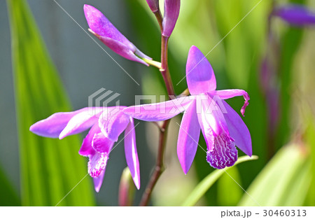 シラン（紫蘭） 30460313