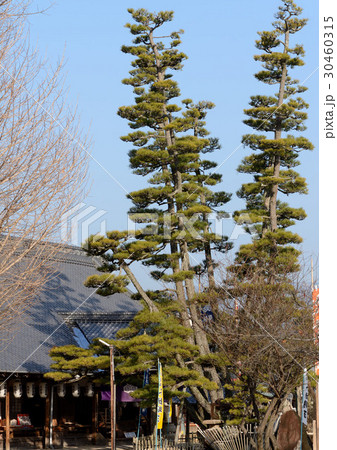 大願寺の九本松 30460315