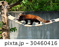 橋を渡るレッサーパンダ 30460416
