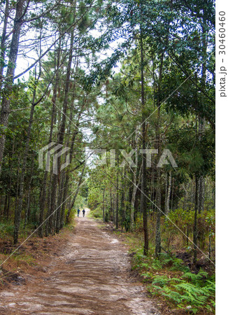 walkway in pine forest walkway in pine forest 30460460