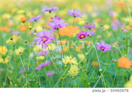 Zinnia violacea 30460876