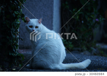 猫 ねこ ネコ 30460984