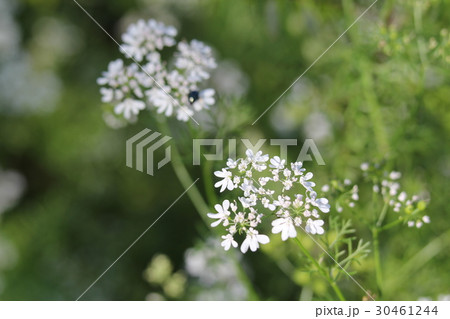 コリアンダー 30461244