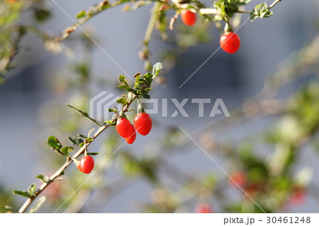 クコの実 クコの実 30461248