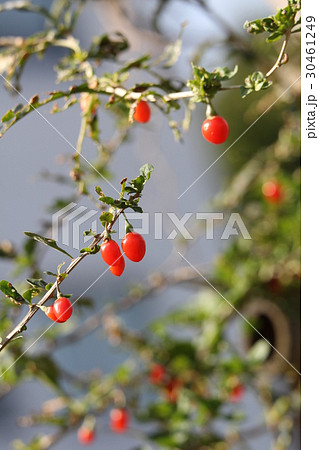 クコの実 30461249