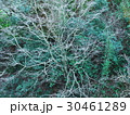 冬の木立 冬の木立 30461289