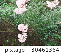 アシガラザクラ アシガラザクラ 30461364