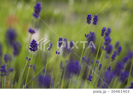 Lavender flowers, selective focus Lavender flowers, selective focus 30461403