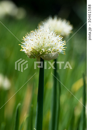 ねぎぼうず 30461588