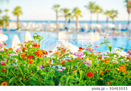 lantana and umbrellas around outdoor swimming pool 30463035