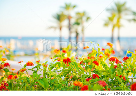 lantana, palm tree and umbrellas around swimming 30463036