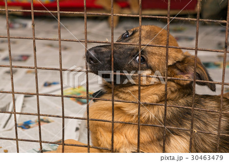 Sad dogs in a cage of a shelter 30463479