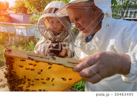 Experienced beekeeper grandfather teaches his 30463495