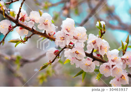 Flowers apricot tree in spring covered last snow Flowers apricot tree in spring covered last snow 30463937