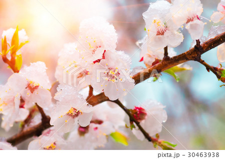 Flowers apricot tree in spring covered last snow Flowers apricot tree in spring covered last snow 30463938