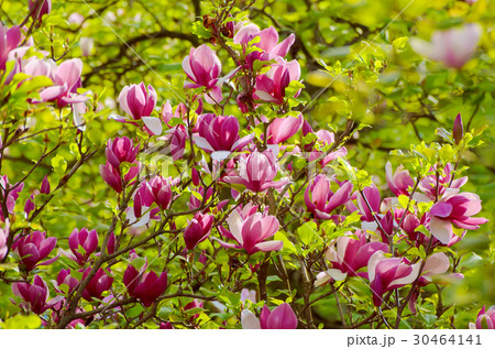 Magnolia spring flowers Magnolia spring flowers 30464141