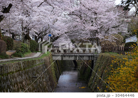 京都 哲学の道の桜 京都 哲学の道の桜 30464446
