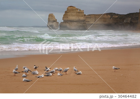 Sandy beach with seagulls 30464482